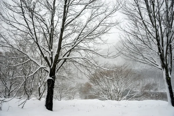 Χιονίζει τον χειμώνα, Ιαπωνία Φωτογραφία Αρχείου