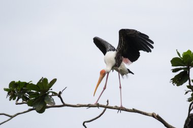 Boyalı leylek ağaca iniş