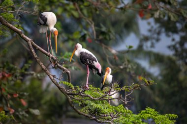 Boyalı leylek ağaç üstünde dinlenme