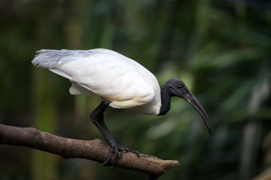 Ibis