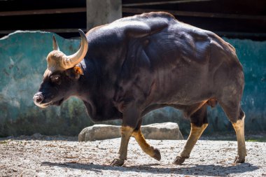 Büyük kaslı boğa