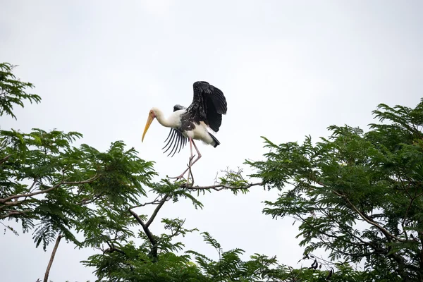 나무에 방문 하는 그려진된 황새 — 스톡 사진