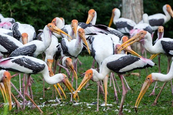 Painted storks feeding — Stock Photo, Image