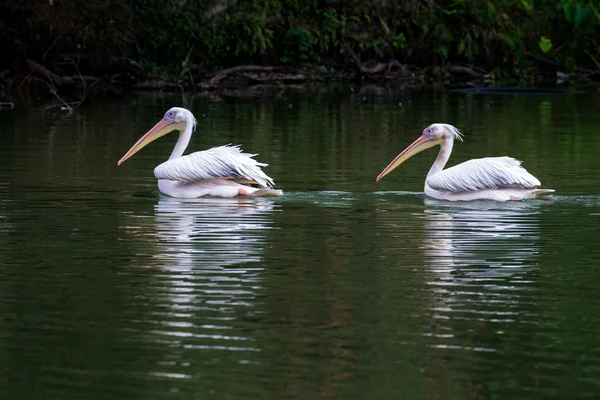 Pelican — Stock Photo, Image