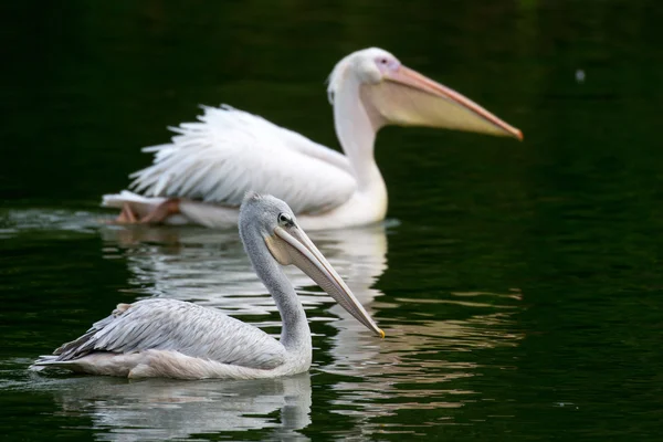 Pelican — Stock Photo, Image