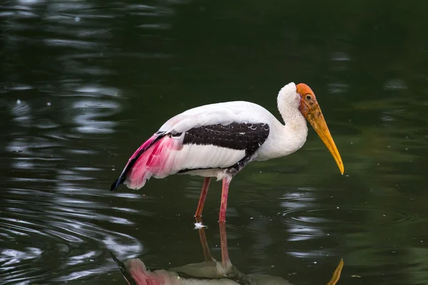 Painted stork hunting for fish — Stock Photo, Image