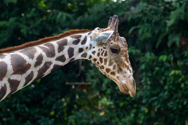 Giraffe in the zoo — Stock Photo, Image