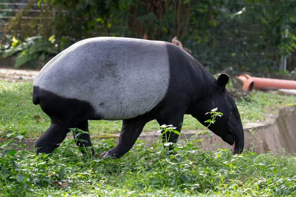 Southeast asiatiska tapir — Stockfoto