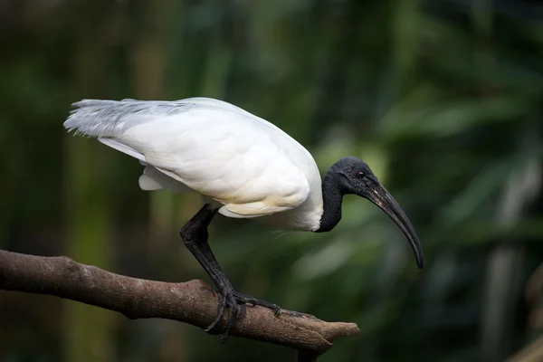 Ibis — Fotografia de Stock