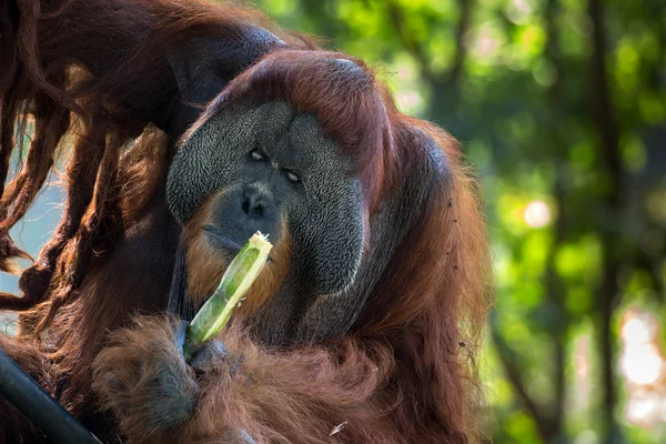 Orangutan bornejský — Stock fotografie