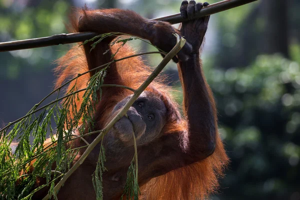 El orangután borneano — Foto de Stock