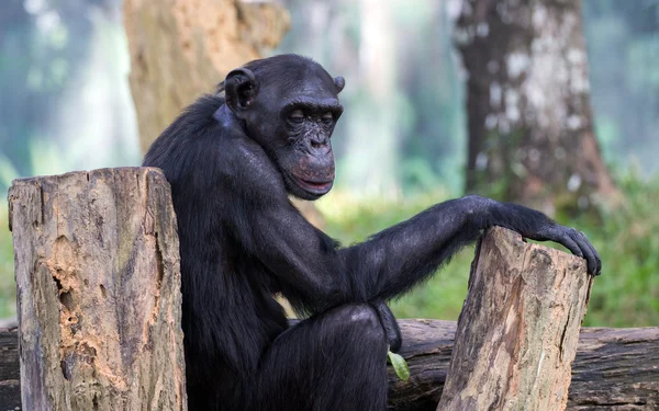 Chimpanzee sitting on the wooden flooring — Stock Photo, Image