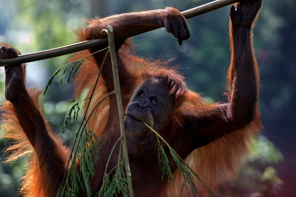 El orangután borneano — Foto de Stock