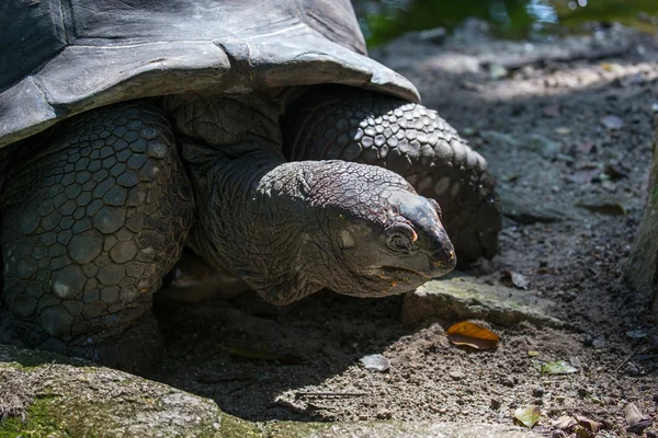Big turtle closeup — Stock Photo, Image