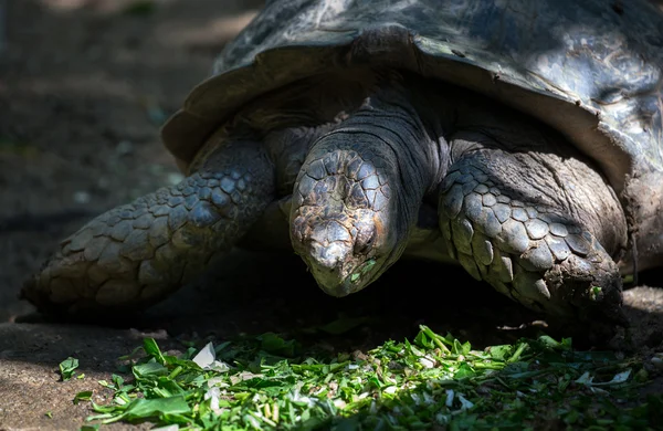 Big turtle closeup — Stock Photo, Image