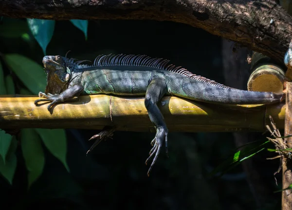 Hayvanat Bahçesi yeşil iguana — Stok fotoğraf