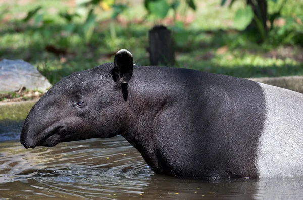 Tapir Azji południowo-wschodniej — Zdjęcie stockowe