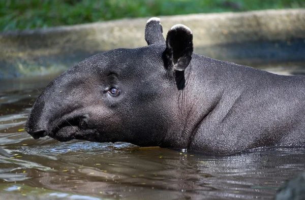 Güneydoğu Asya tapir — Stok fotoğraf