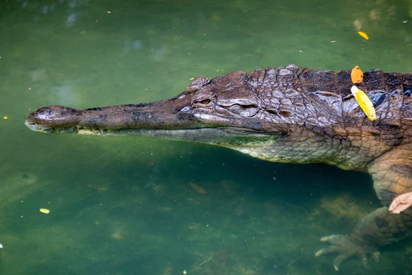 Young crocodile in water — Stock Photo, Image