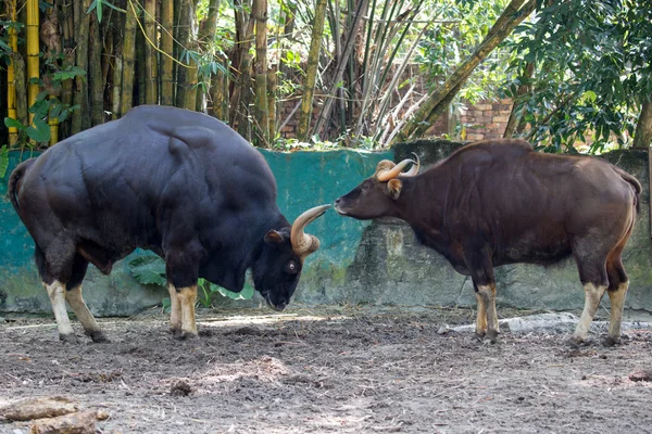 Dois grandes touros musculares — Fotografia de Stock