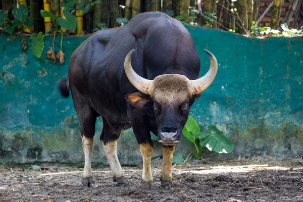 Grote gespierde stier — Stockfoto