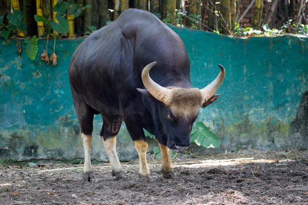 Büyük kaslı boğa