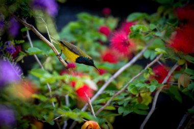 Zeytin destekli sunbird