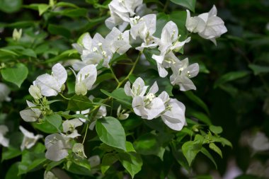 Bougainvillea çiçek