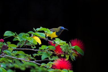 Zeytin destekli sunbird