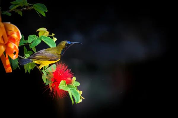 Zeytin destekli sunbird — Stok fotoğraf