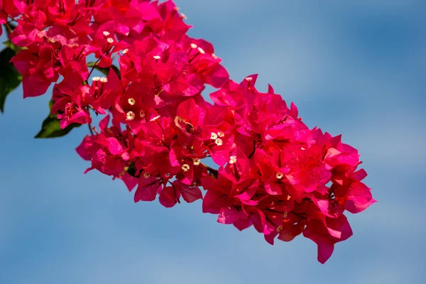 Rote Bougainvillea-Blüten — Stockfoto