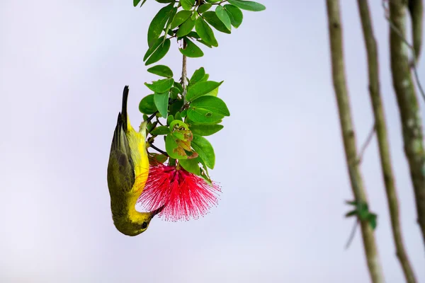 Zeytin destekli sunbird — Stok fotoğraf