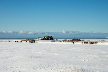 Köy evler ve İzlandalı atlar