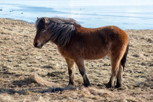 Pony islandés —  Fotos de Stock