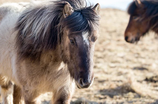 Isländska ponnyer — Stockfoto