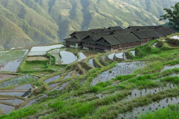 Campos de arroz en terrazas — Foto de Stock