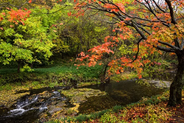 Herbstliche Baumfarben lizenzfreie Stockbilder