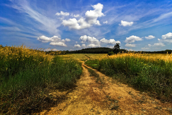 Grassfields with bright flowers