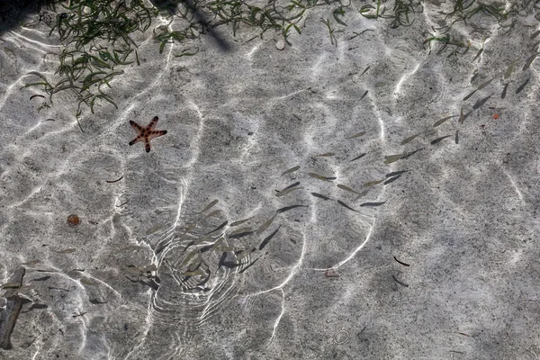 Starfish,seaweeds and fish — Stok fotoğraf