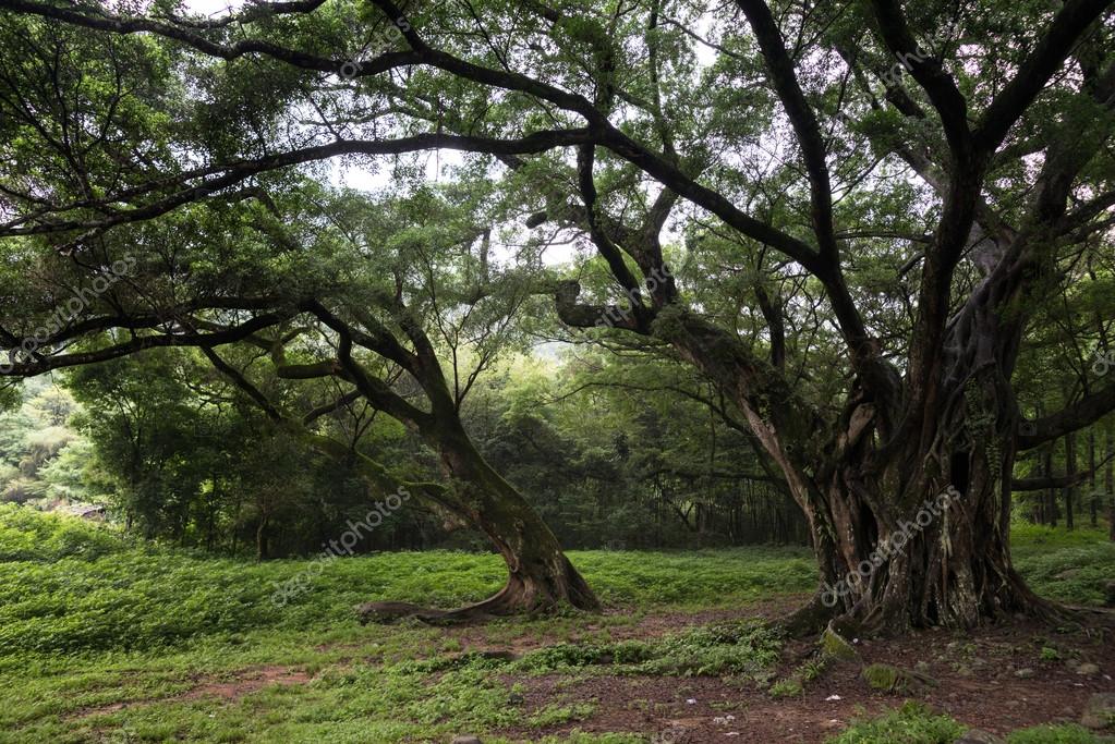 Old trees in Meadow Stock Photo by ©chenws 76559759