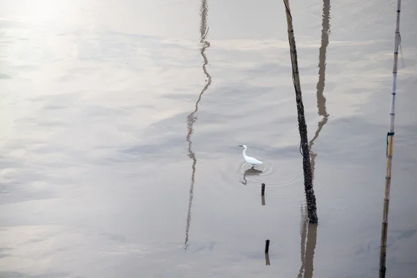Egret branco andando — Fotografia de Stock