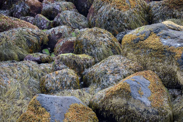 Sea kelp på stenar — Stockfoto