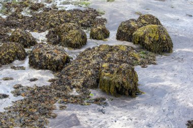 Flora ve İzlanda'nın jeolojik kaya oluşumları