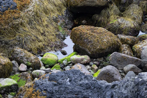 Flora und geologische Gesteinsformationen von Island — Stockfoto