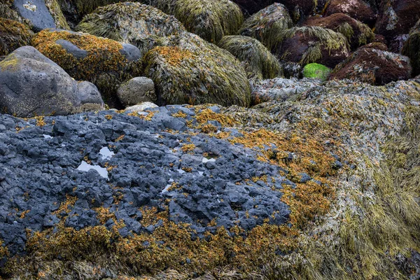 Flora a geologický skalní útvary z Islandu — Stock fotografie