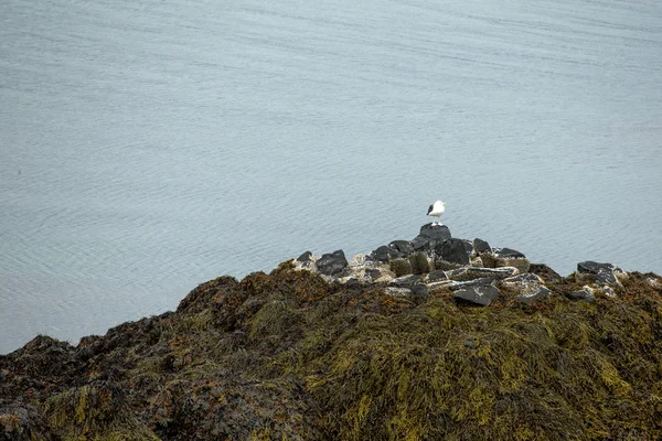 Herring seagull, Iceland — Stock Photo, Image