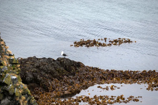 Seagull op zee strand stenen — Stockfoto