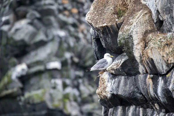 Gaviota arenque, Islandia —  Fotos de Stock