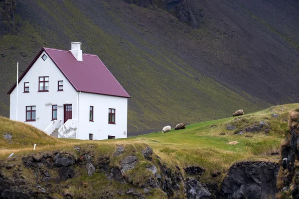 Çiftlik evi ve İzlanda'daki koyun — Stok fotoğraf