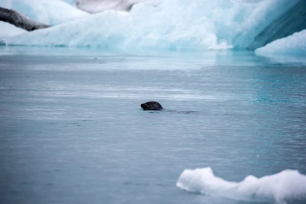 Phoque nageant dans l'eau froide — Photo